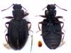 Latridius consimilis